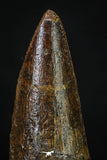20271 - Well Preserved 2.59 Inch Spinosaurus Dinosaur Tooth Cretaceous