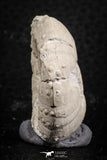 07395 - Top Quality 1.50 Inch Tetragramma marticense (Sea Urchin) Cretaceous