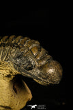 30225 - Top Beautiful 2.61 Inch Crotalocephalina (Crotalocephalus) gibbus Lower Devonian Trilobite