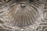 08323 - Top Quality 1.43 Inch Platyscutellum sp Lower Devonian