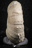 07395 - Top Quality 1.50 Inch Tetragramma marticense (Sea Urchin) Cretaceous