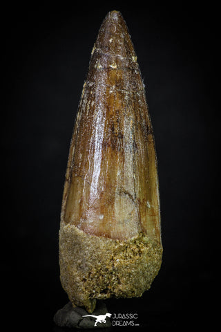 20272 - Well Preserved 2.65 Inch Spinosaurus Dinosaur Tooth Cretaceous