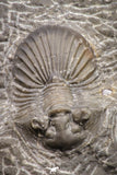 08323 - Top Quality 1.43 Inch Platyscutellum sp Lower Devonian