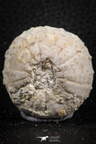 07396 - Top Beautiful 1.50 Inch Heterodiadema libycum (Sea Urchin) Cretaceous