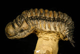 30225 - Top Beautiful 2.61 Inch Crotalocephalina (Crotalocephalus) gibbus Lower Devonian Trilobite