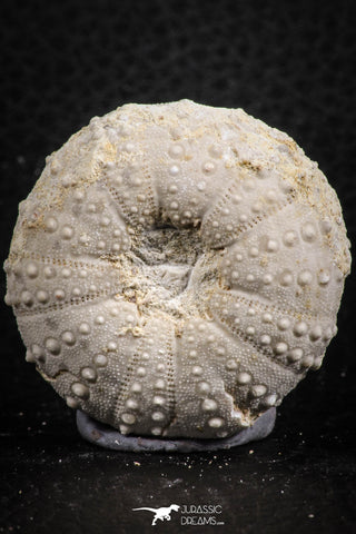 07396 - Top Beautiful 1.50 Inch Heterodiadema libycum (Sea Urchin) Cretaceous
