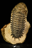 30226 - Gorgeous 3.24 Inch Crotalocephalina (Crotalocephalus) gibbus Lower Devonian Trilobite