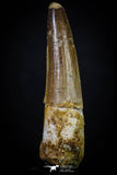 20273 - Well Preserved 2.74 Inch Spinosaurus Dinosaur Tooth Cretaceous