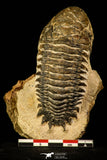 30226 - Gorgeous 3.24 Inch Crotalocephalina (Crotalocephalus) gibbus Lower Devonian Trilobite