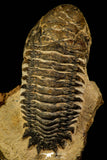 30226 - Gorgeous 3.24 Inch Crotalocephalina (Crotalocephalus) gibbus Lower Devonian Trilobite