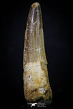 20273 - Well Preserved 2.74 Inch Spinosaurus Dinosaur Tooth Cretaceous