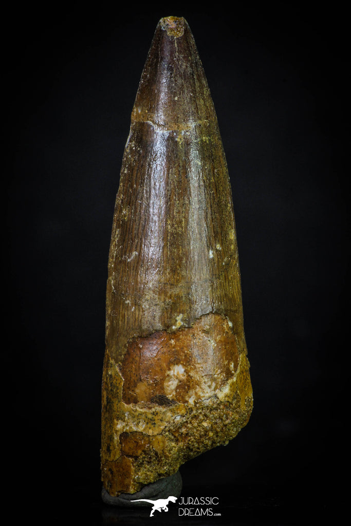 20274 - Well Preserved 2.67 Inch Spinosaurus Dinosaur Tooth Cretaceous