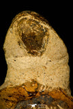 30226 - Gorgeous 3.24 Inch Crotalocephalina (Crotalocephalus) gibbus Lower Devonian Trilobite