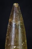 20274 - Well Preserved 2.67 Inch Spinosaurus Dinosaur Tooth Cretaceous