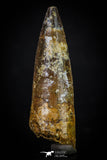 20274 - Well Preserved 2.67 Inch Spinosaurus Dinosaur Tooth Cretaceous