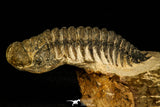 30226 - Gorgeous 3.24 Inch Crotalocephalina (Crotalocephalus) gibbus Lower Devonian Trilobite