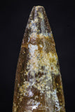 20274 - Well Preserved 2.67 Inch Spinosaurus Dinosaur Tooth Cretaceous