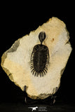 30227 - Museum Grade Trident 2.61 Inch Walliserops trifurcatus Middle Devonian Trilobite