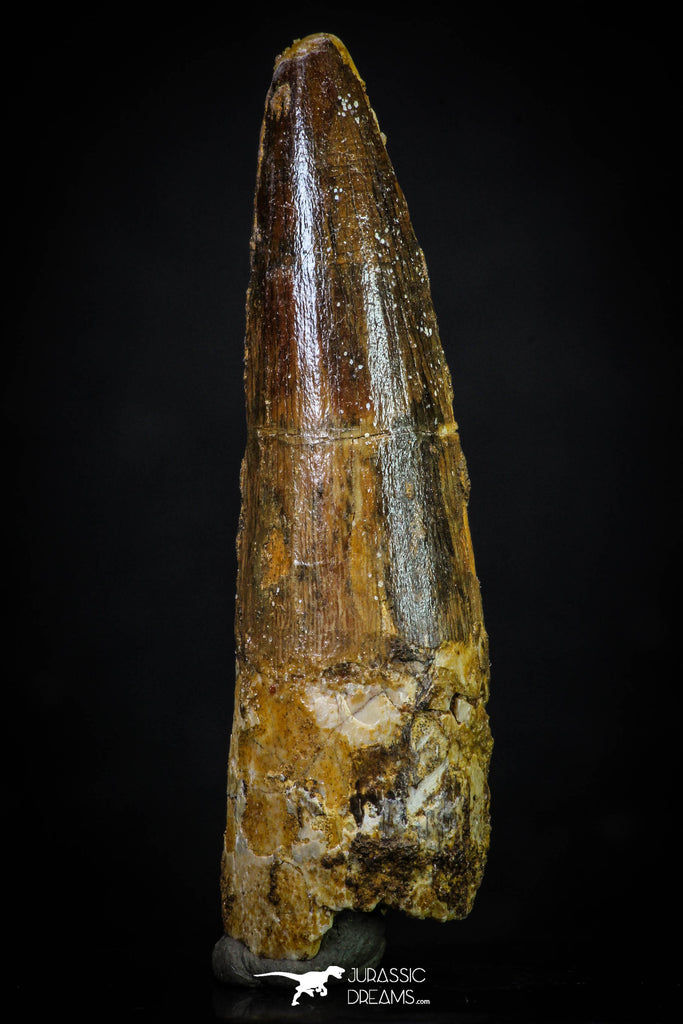 20275 - Well Preserved 2.54 Inch Spinosaurus Dinosaur Tooth Cretaceous