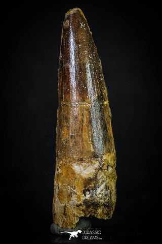20275 - Well Preserved 2.54 Inch Spinosaurus Dinosaur Tooth Cretaceous