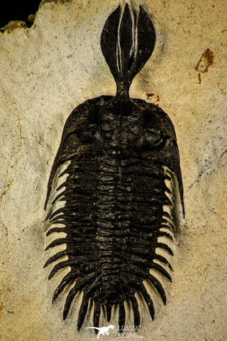 30227 - Museum Grade Trident 2.61 Inch Walliserops trifurcatus Middle Devonian Trilobite