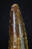 20275 - Well Preserved 2.54 Inch Spinosaurus Dinosaur Tooth Cretaceous