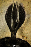 30227 - Museum Grade Trident 2.61 Inch Walliserops trifurcatus Middle Devonian Trilobite