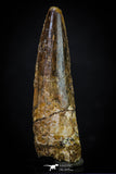 20275 - Well Preserved 2.54 Inch Spinosaurus Dinosaur Tooth Cretaceous