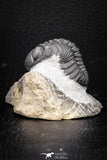 08326 - Top Detailed 1.44 Inch Austerops sp Lower Devonian