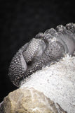 08326 - Top Detailed 1.44 Inch Austerops sp Lower Devonian