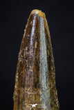 20275 - Well Preserved 2.54 Inch Spinosaurus Dinosaur Tooth Cretaceous