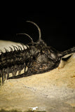30227 - Museum Grade Trident 2.61 Inch Walliserops trifurcatus Middle Devonian Trilobite