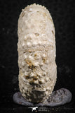 07398 - Top Quality 1.61 Inch Tetragramma marticense (Sea Urchin) Cretaceous