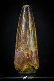 20276 - Nicely Preserved 2.39 Inch Spinosaurus Dinosaur Tooth Cretaceous