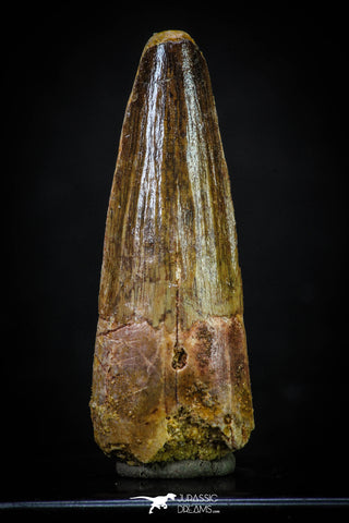 20276 - Nicely Preserved 2.39 Inch Spinosaurus Dinosaur Tooth Cretaceous