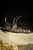 30227 - Museum Grade Trident 2.61 Inch Walliserops trifurcatus Middle Devonian Trilobite