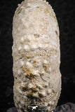 07398 - Top Quality 1.61 Inch Tetragramma marticense (Sea Urchin) Cretaceous