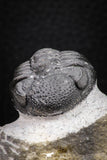 08326 - Top Detailed 1.44 Inch Austerops sp Lower Devonian