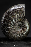 21268 - Pyritized Ammonites Wholesale Lots! 50 pieces each lot!