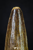 20276 - Nicely Preserved 2.39 Inch Spinosaurus Dinosaur Tooth Cretaceous