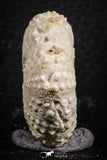 07398 - Top Quality 1.61 Inch Tetragramma marticense (Sea Urchin) Cretaceous