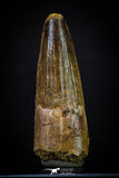 20276 - Nicely Preserved 2.39 Inch Spinosaurus Dinosaur Tooth Cretaceous