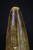 20276 - Nicely Preserved 2.39 Inch Spinosaurus Dinosaur Tooth Cretaceous