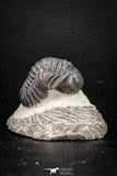 08326 - Top Detailed 1.44 Inch Austerops sp Lower Devonian