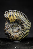 21268 - Pyritized Ammonites Wholesale Lots! 50 pieces each lot!