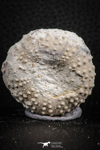 07399 - Top Quality 1.65 Inch Tetragramma marticense (Sea Urchin) Cretaceous