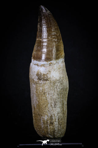 20278 - Top Huge Rooted 4.78 Inch Mosasaur (Prognathodon anceps) Tooth