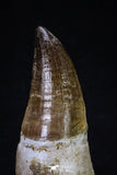 20278 - Top Huge Rooted 4.78 Inch Mosasaur (Prognathodon anceps) Tooth