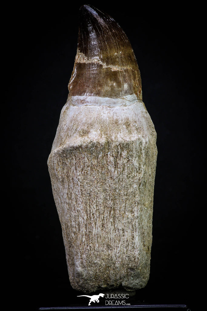 20279 - Top Huge Rooted 4.47 Inch Mosasaur (Prognathodon anceps) Tooth