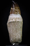 20279 - Top Huge Rooted 4.47 Inch Mosasaur (Prognathodon anceps) Tooth